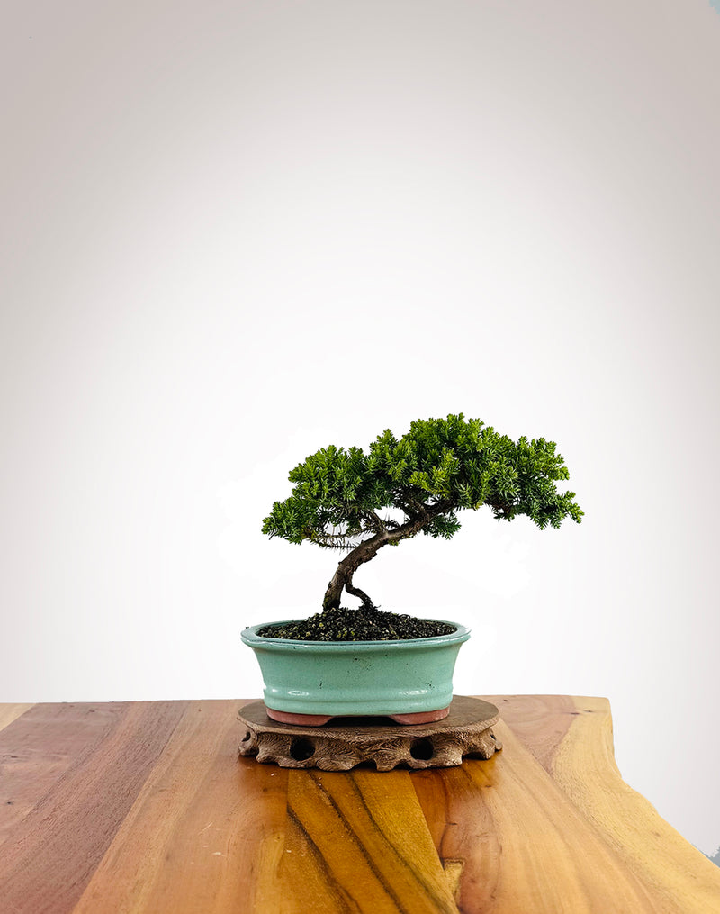 Japanese Juniper (JJ2604023) - MiniGardens Bonsai New Zealand