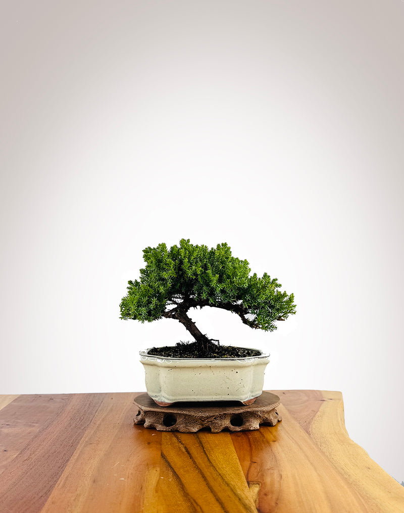 Japanese Juniper (JJ2604025) - MiniGardens Bonsai New Zealand