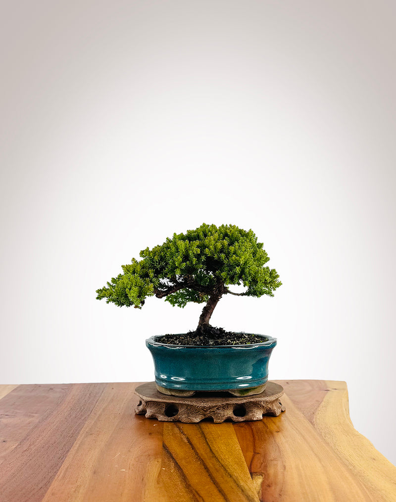 Japanese Juniper (JJ2604026) - MiniGardens Bonsai New Zealand