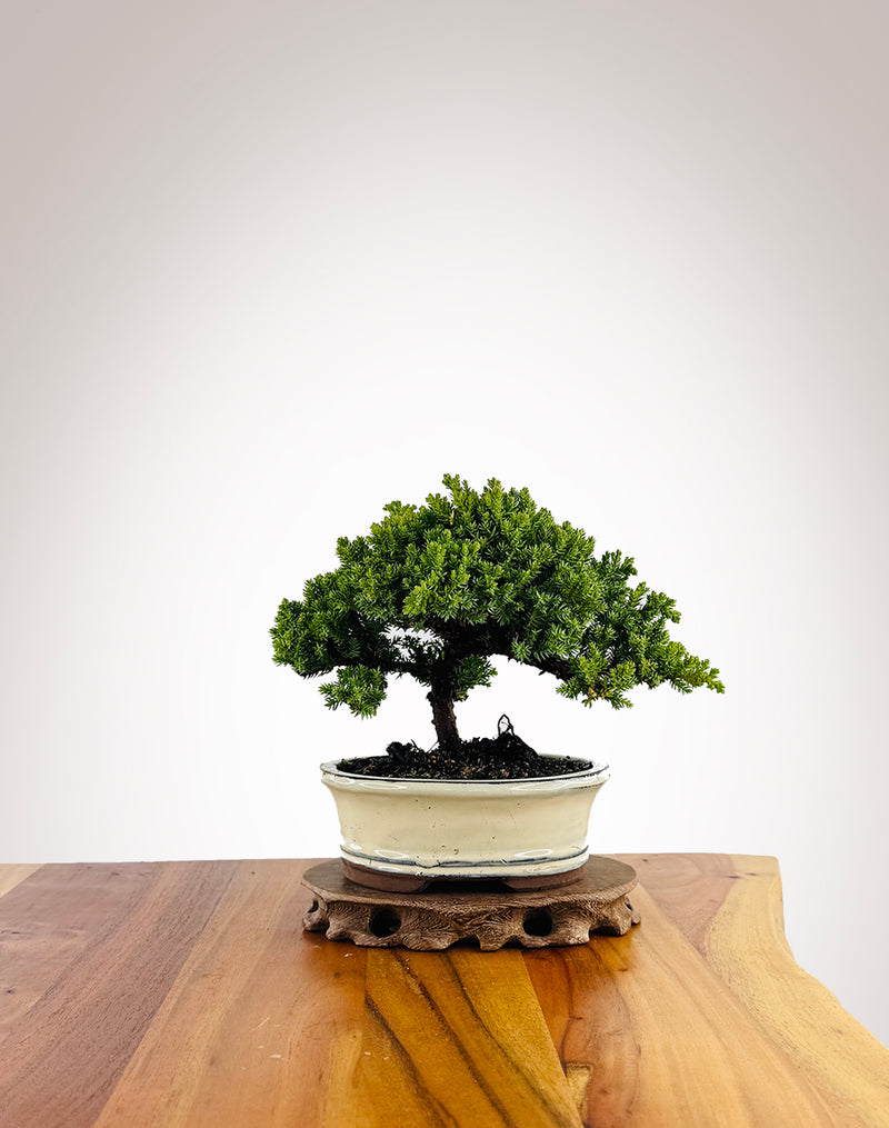 Japanese Juniper (JJ2604027) - MiniGardens Bonsai New Zealand