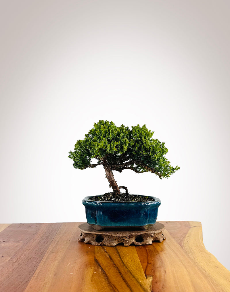Japanese Juniper (JJ2604028) - MiniGardens Bonsai New Zealand