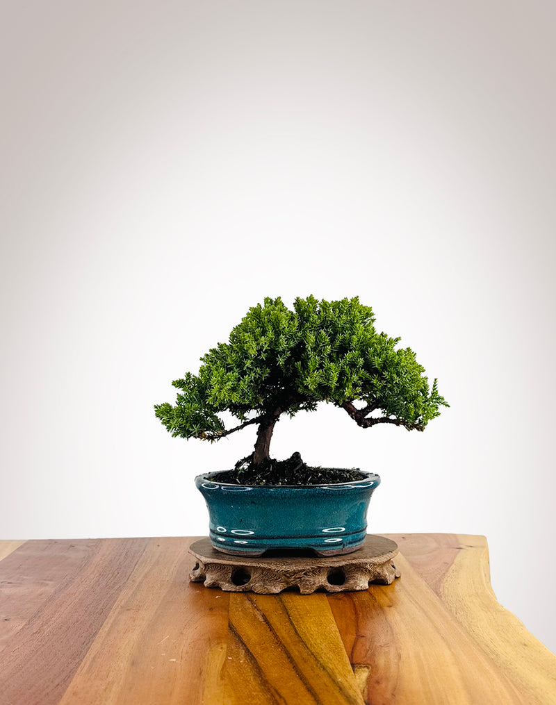 Japanese Juniper (JJ2604030) - MiniGardens Bonsai New Zealand