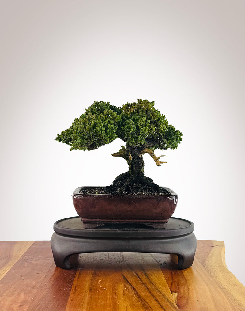 Japanese Juniper (JJ2606010)
