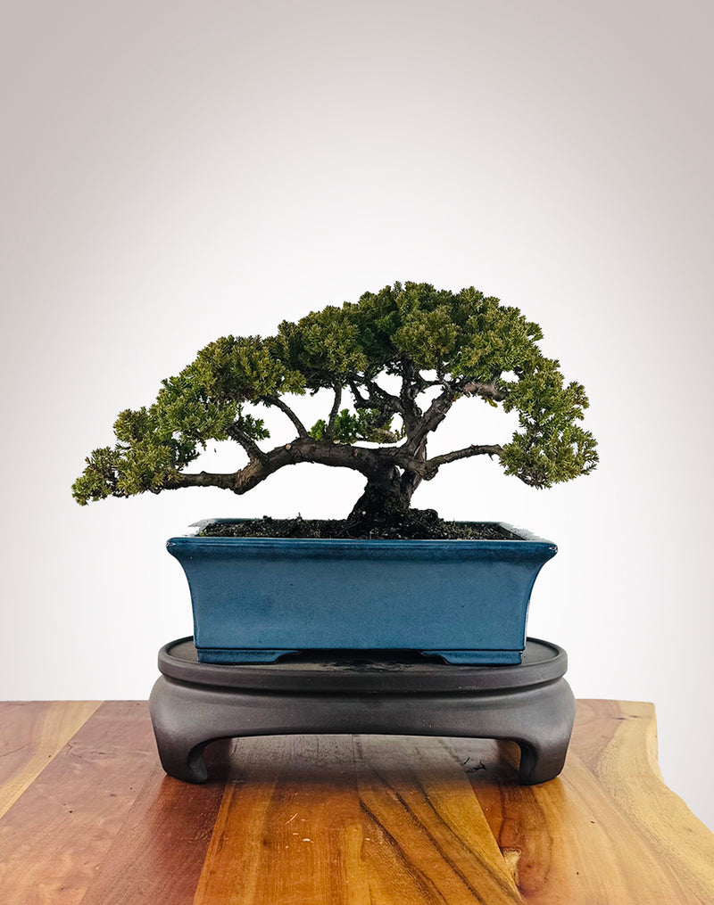 Japanese Juniper (JJ2606012)