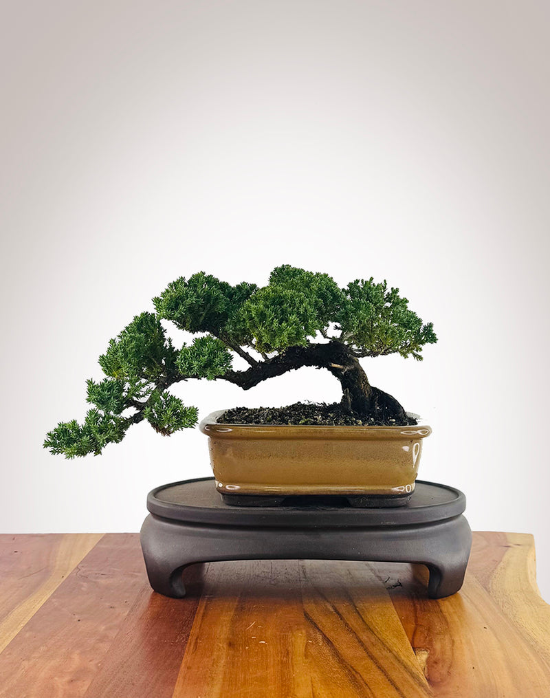 Japanese Juniper (JJ2606015)