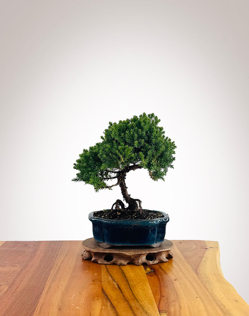 Japanese Juniper (JJ2606020)