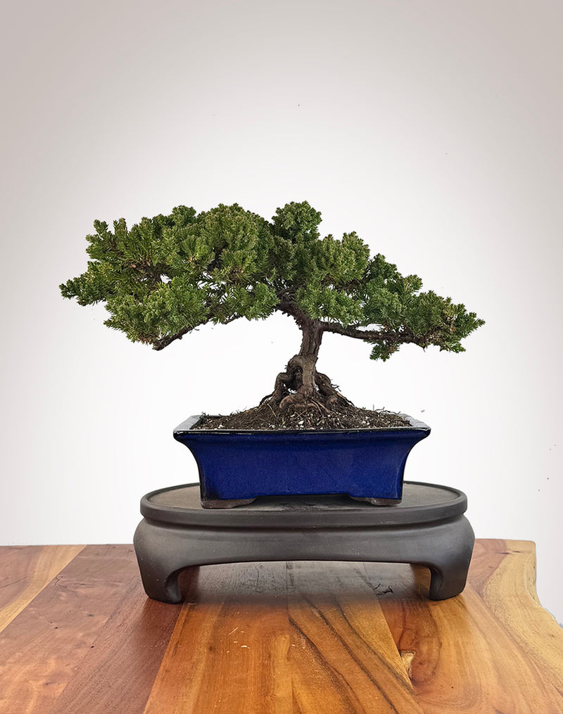 Japanese Juniper (JJ2609004)