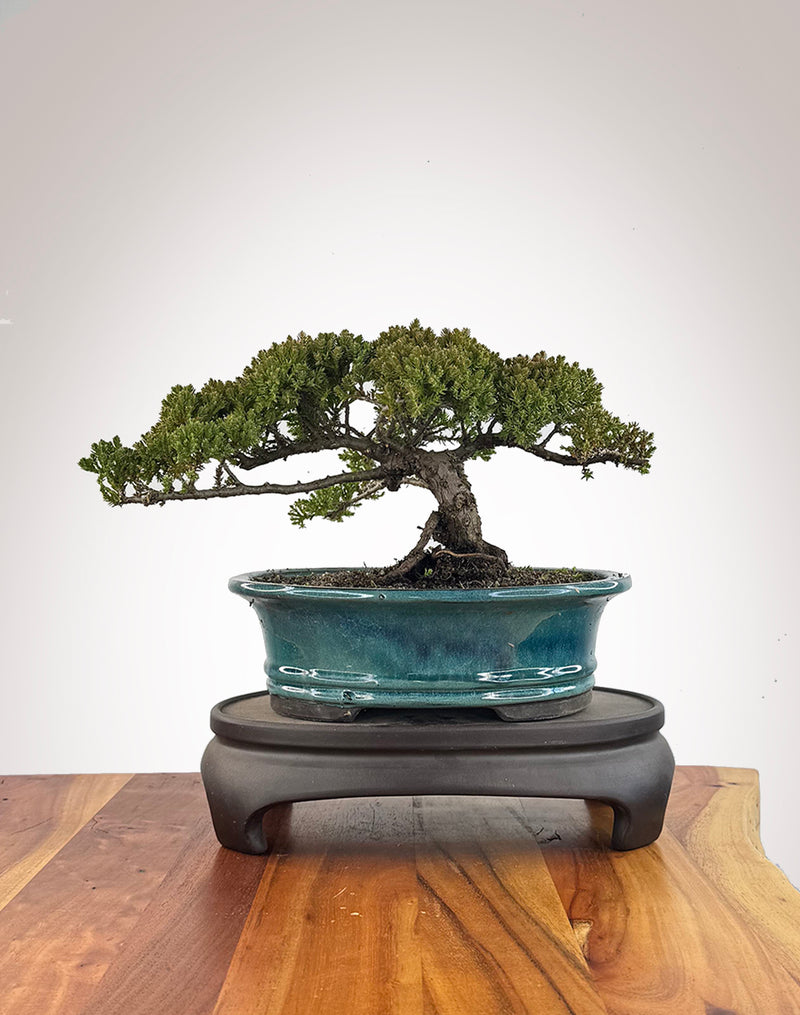 Japanese Juniper (JJ2609007)