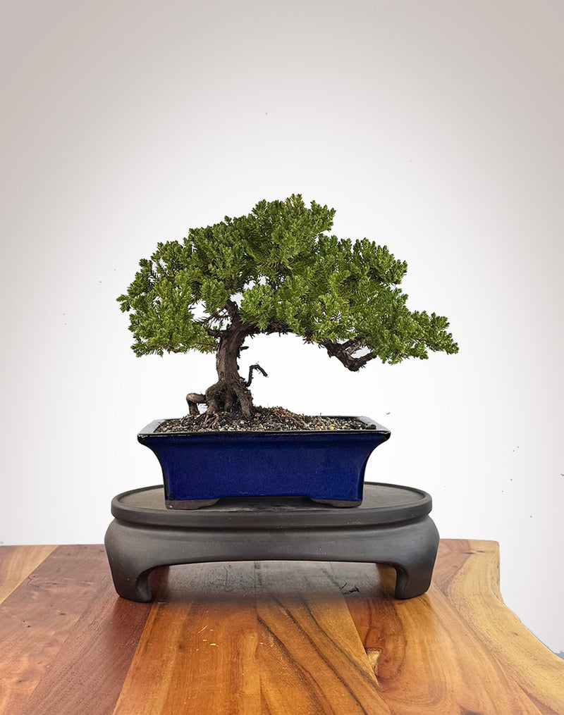 Japanese Juniper (JJ2609009)