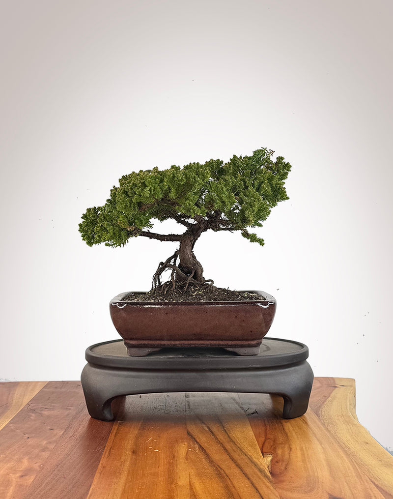 Japanese Juniper (JJ2609015)