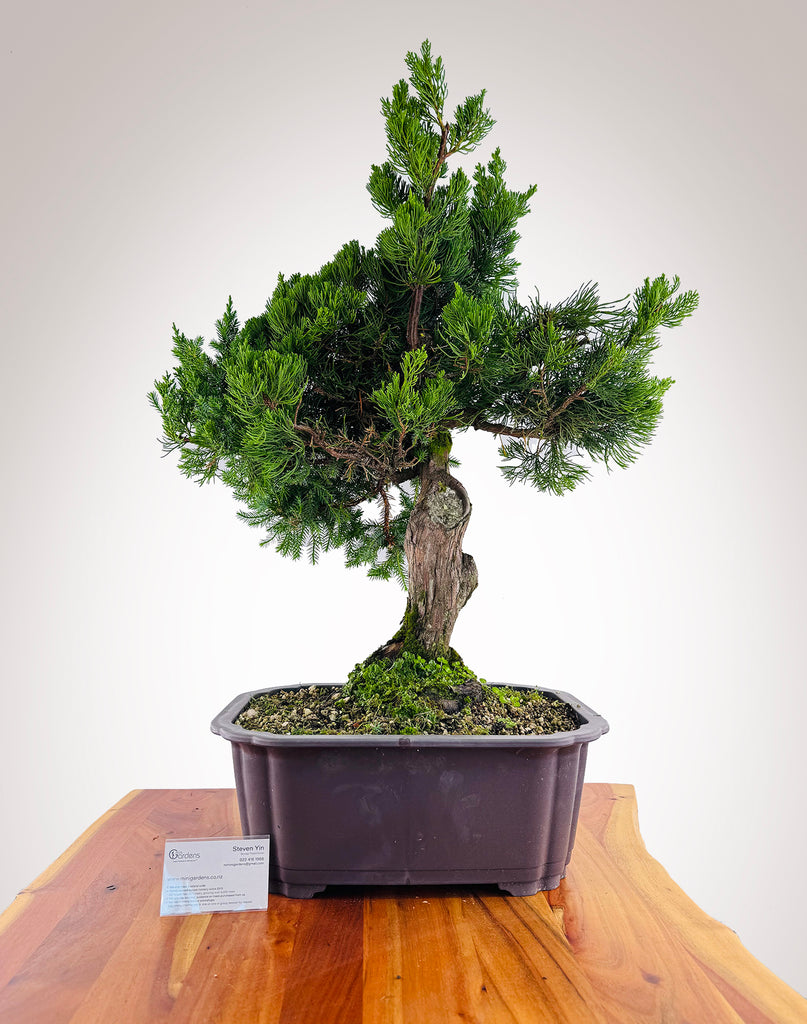 juniperus chinensis kaizuka bonsai Kaizuka Juniper – MiniGardens Bonsai NZ