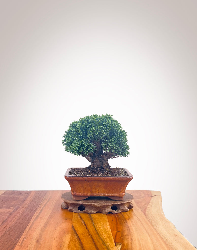 Lawson Cypress (LC2401006)