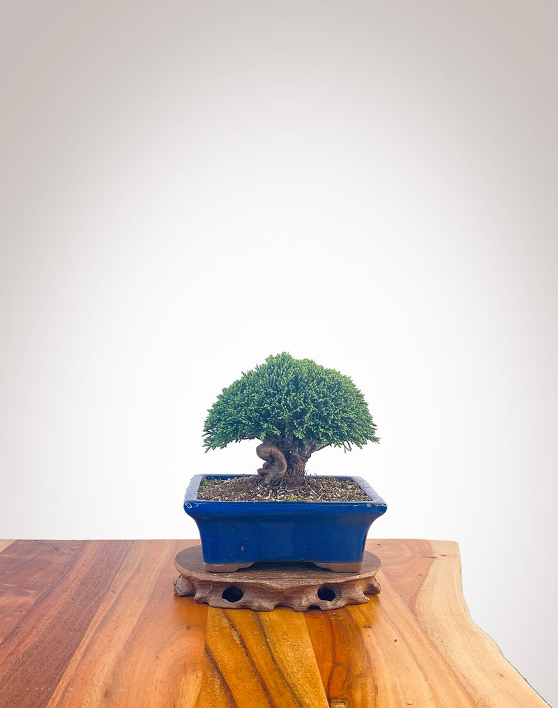 Lawson Cypress (LC2401002)