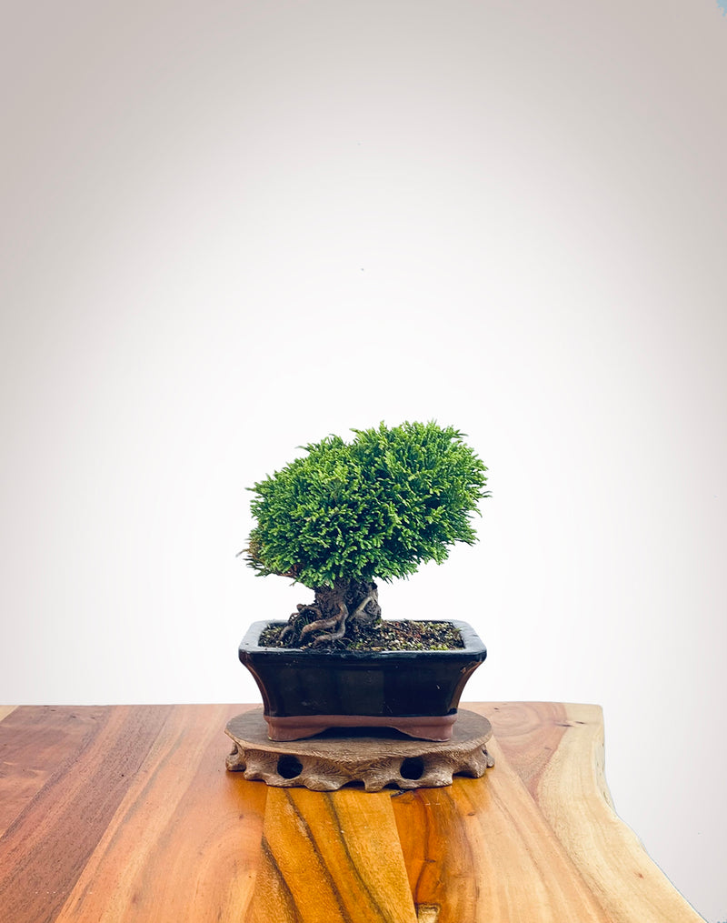 Lawson Cypress (LC2404001)