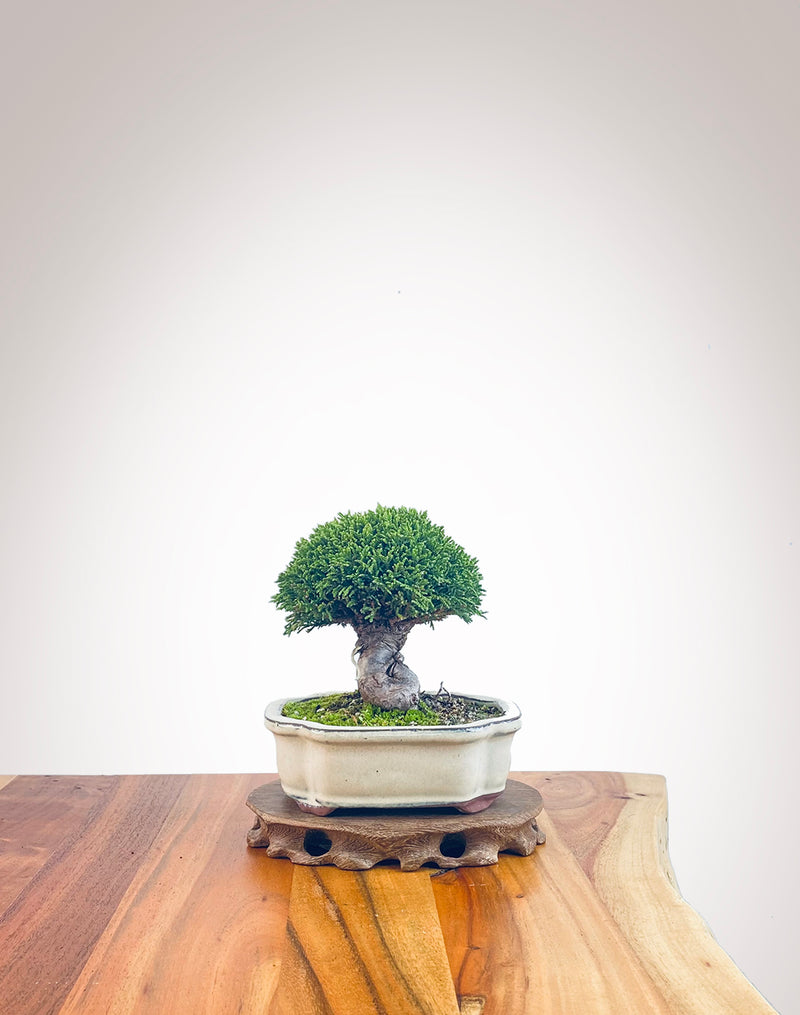 Lawson Cypress (LC2404005)