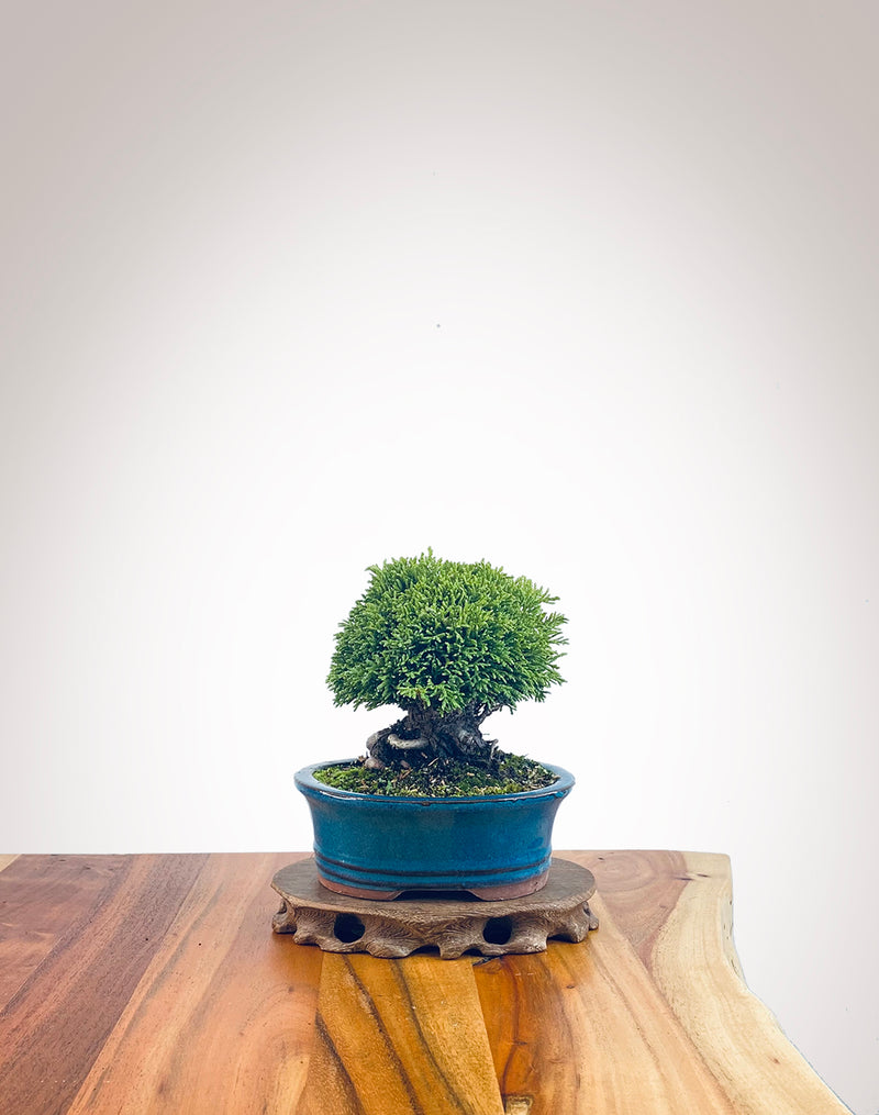 Lawson Cypress (LC2404009)