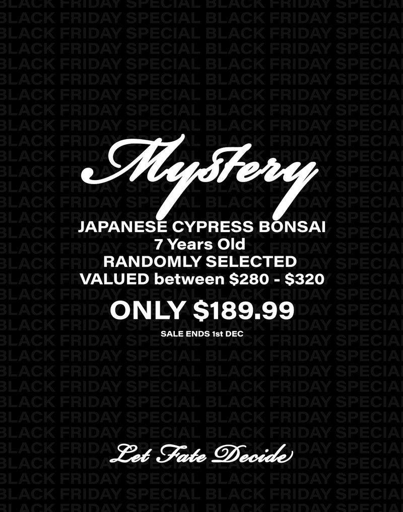 MYSTERY BONSAI - Japanese Cypress 7 Years