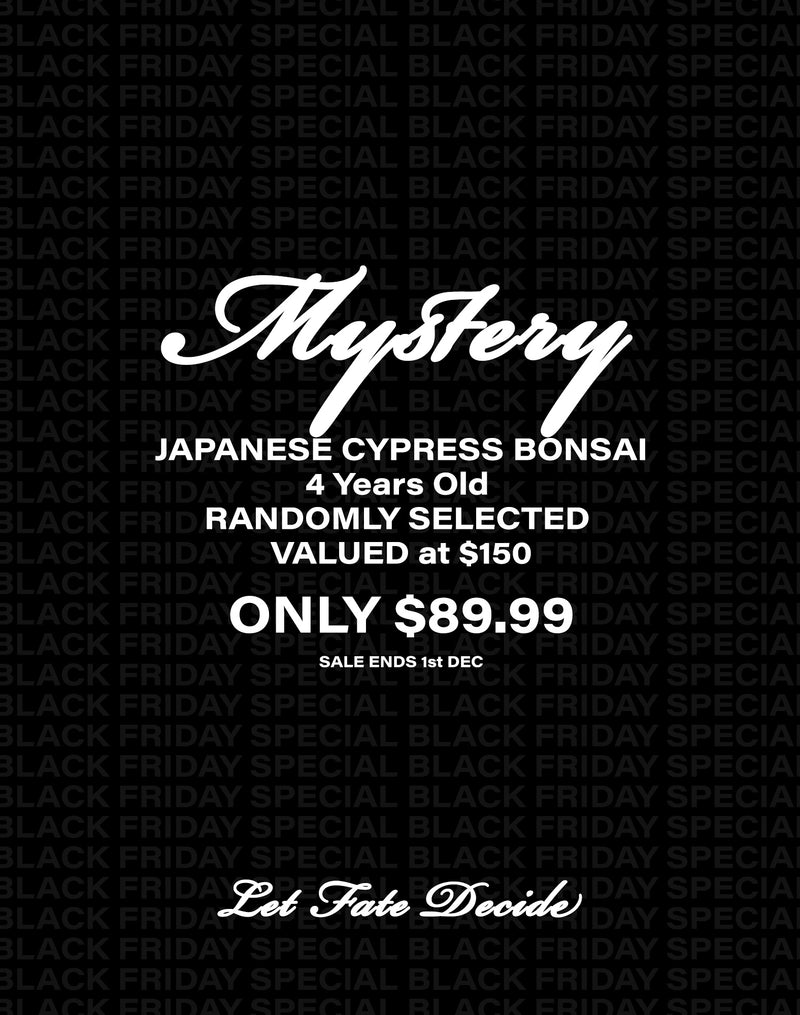 MYSTERY BONSAI - Japanese Cypress 4 Years
