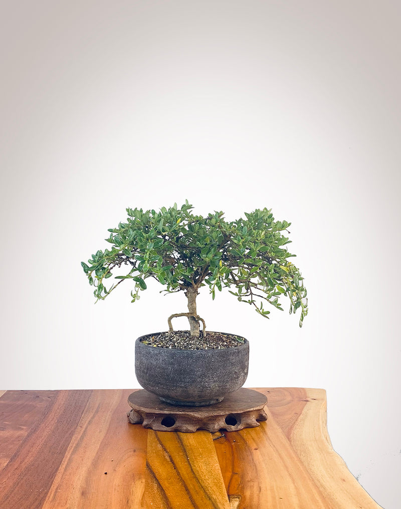 Mirror Tree (MT2401004)