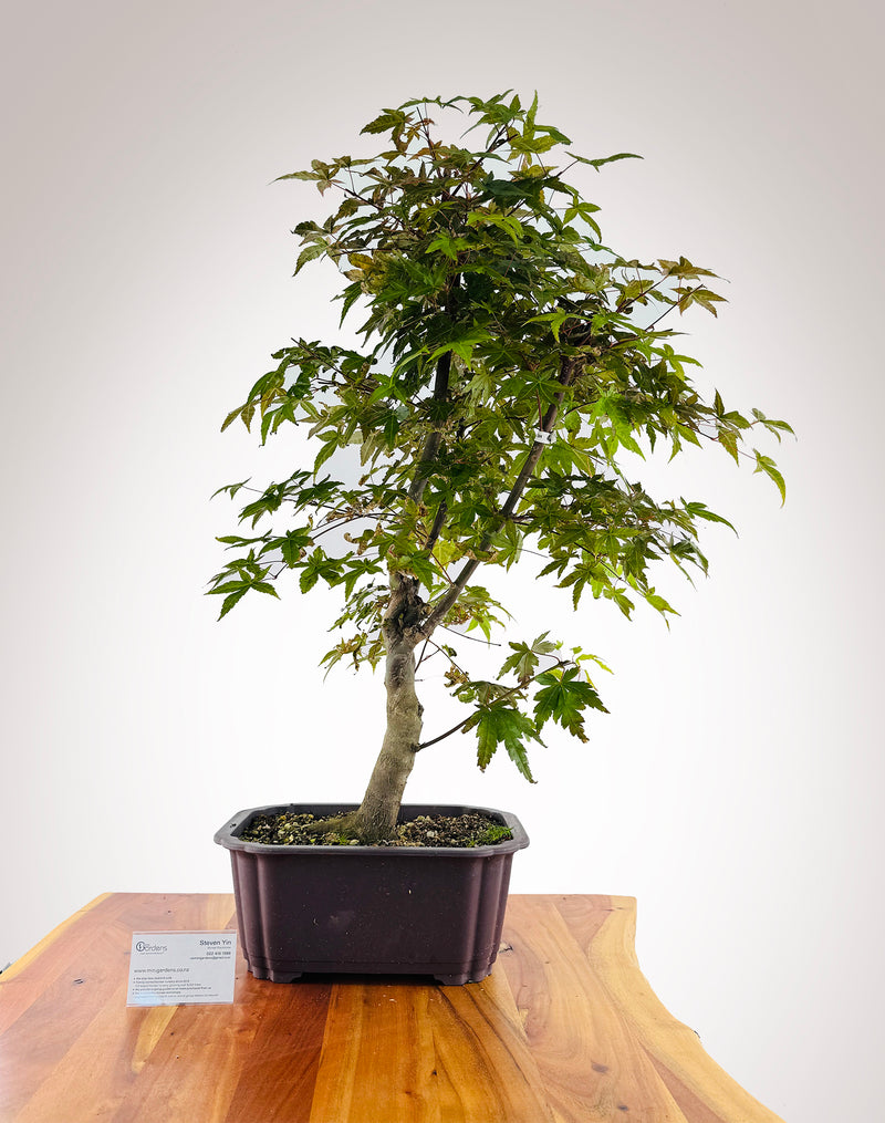 Shin-deshojo Maple - Grafted