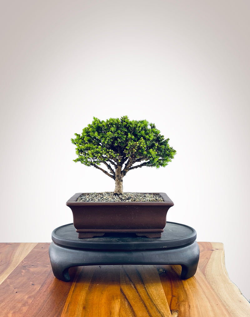 Norway Spruce (NS2311001)