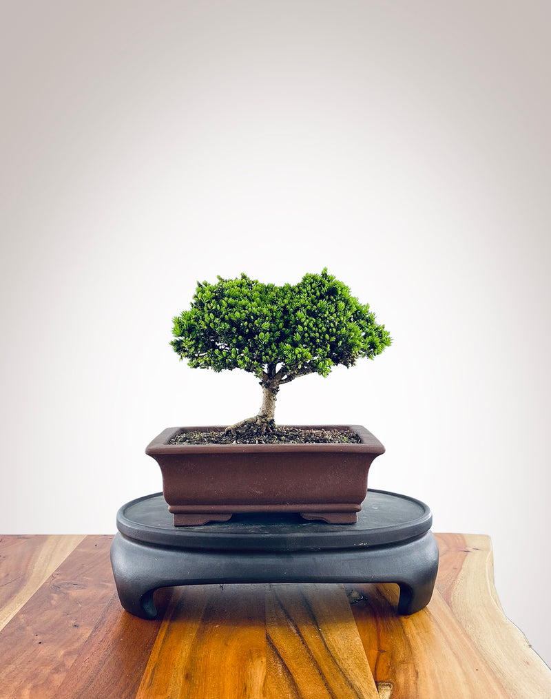 Norway Spruce (NS2311002)