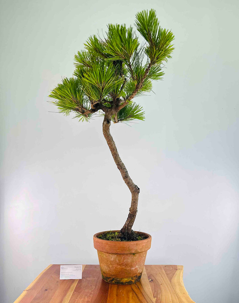Golden Radiata Pine (Pre-Shaped)