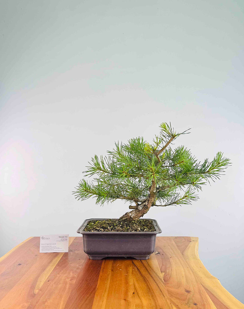 Scots Pine (Pre-Shaped)