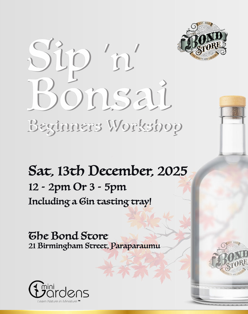 Sip & Bonsai Beginners Workshop | 13th Dec 2025