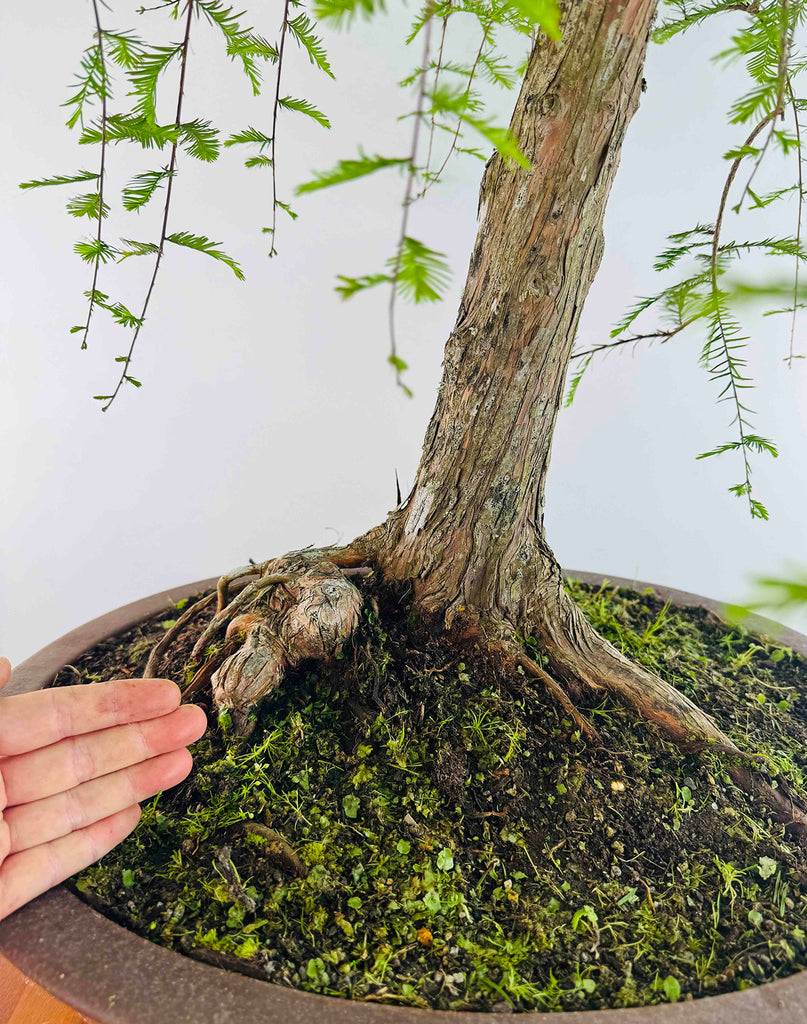Swamp Cypress – MiniGardens Bonsai NZ