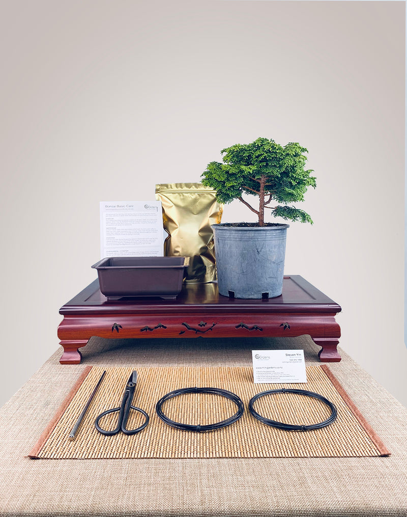Japanese Cypress DIY KIT