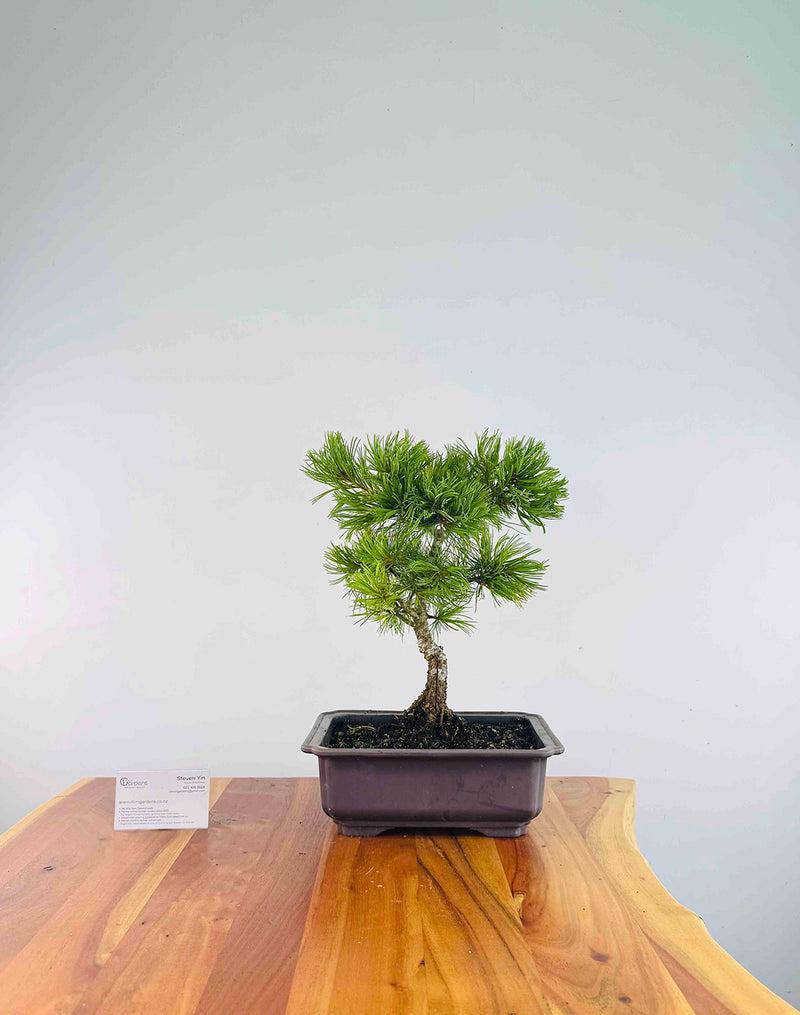 Japanese White Pine (Pre-Developed) - MiniGardens Bonsai New Zealand
