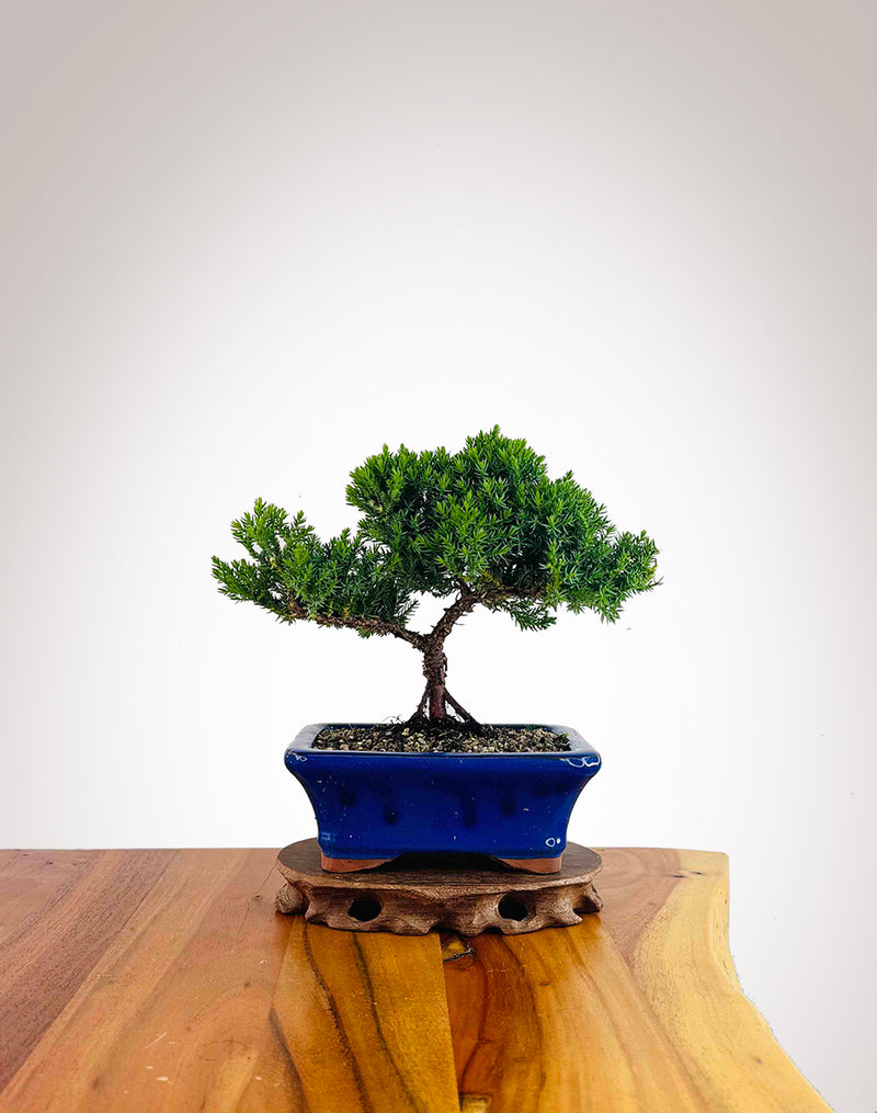 Japanese Juniper 2025X067