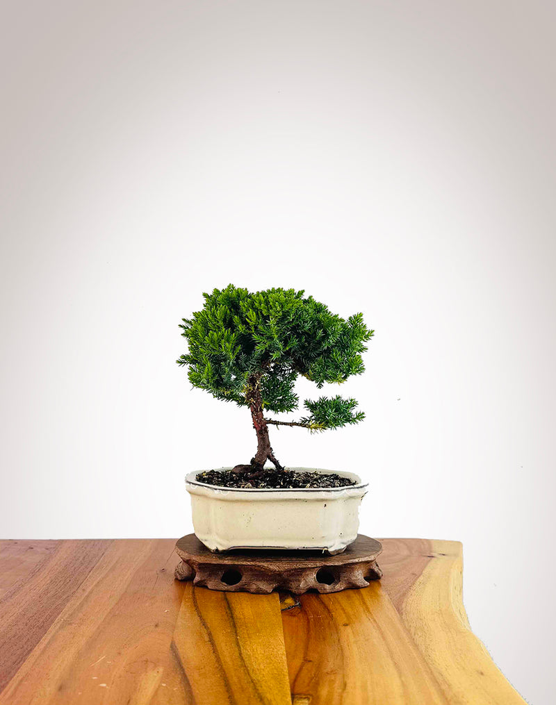 Japanese Juniper 2025X070