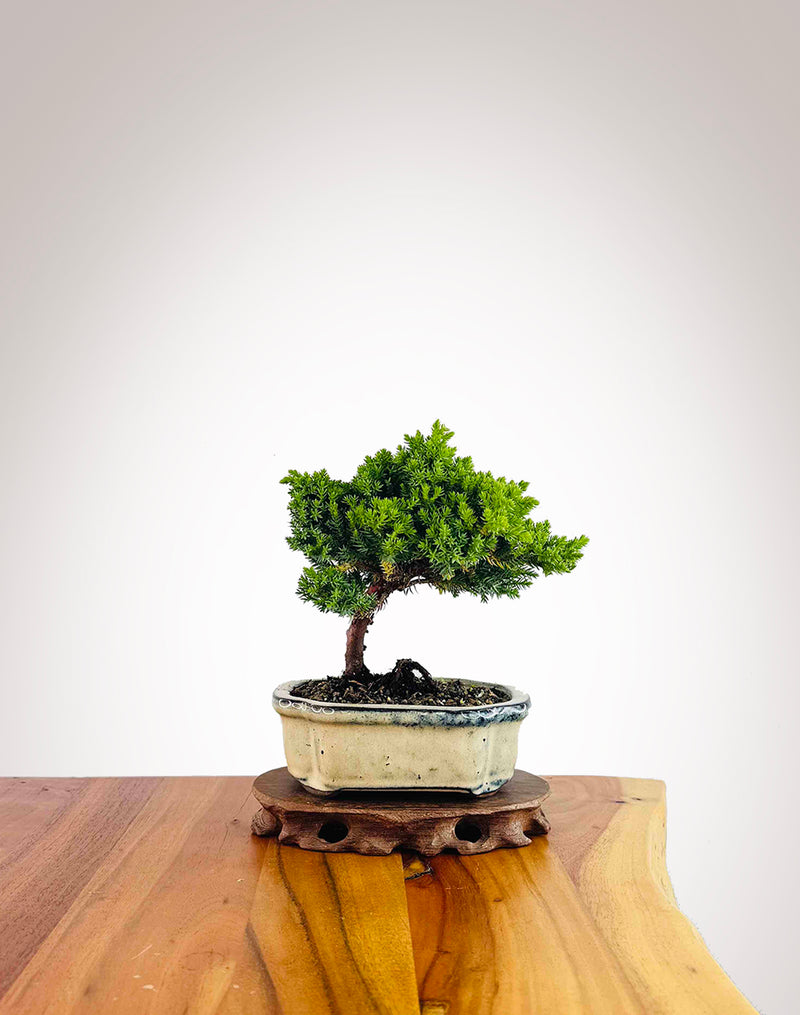 Japanese Juniper 2025X074