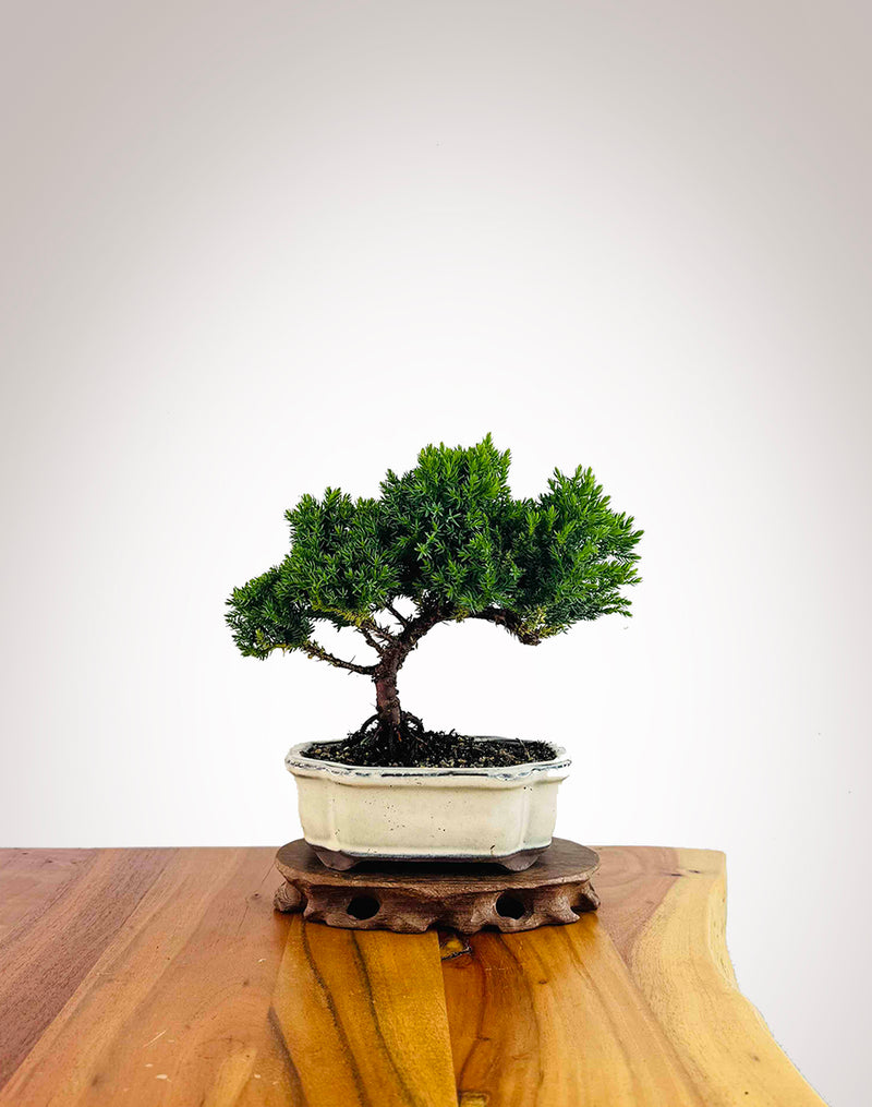 Japanese Juniper 2025X076