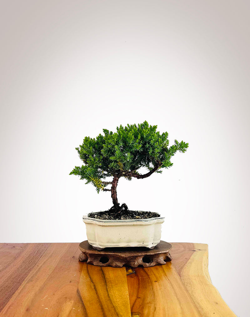 Japanese Juniper 2025X078