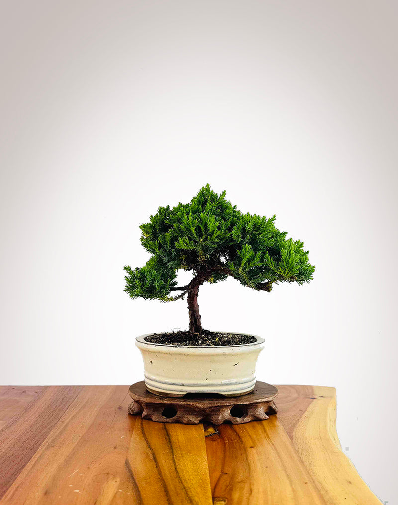 Japanese Juniper 2025X084