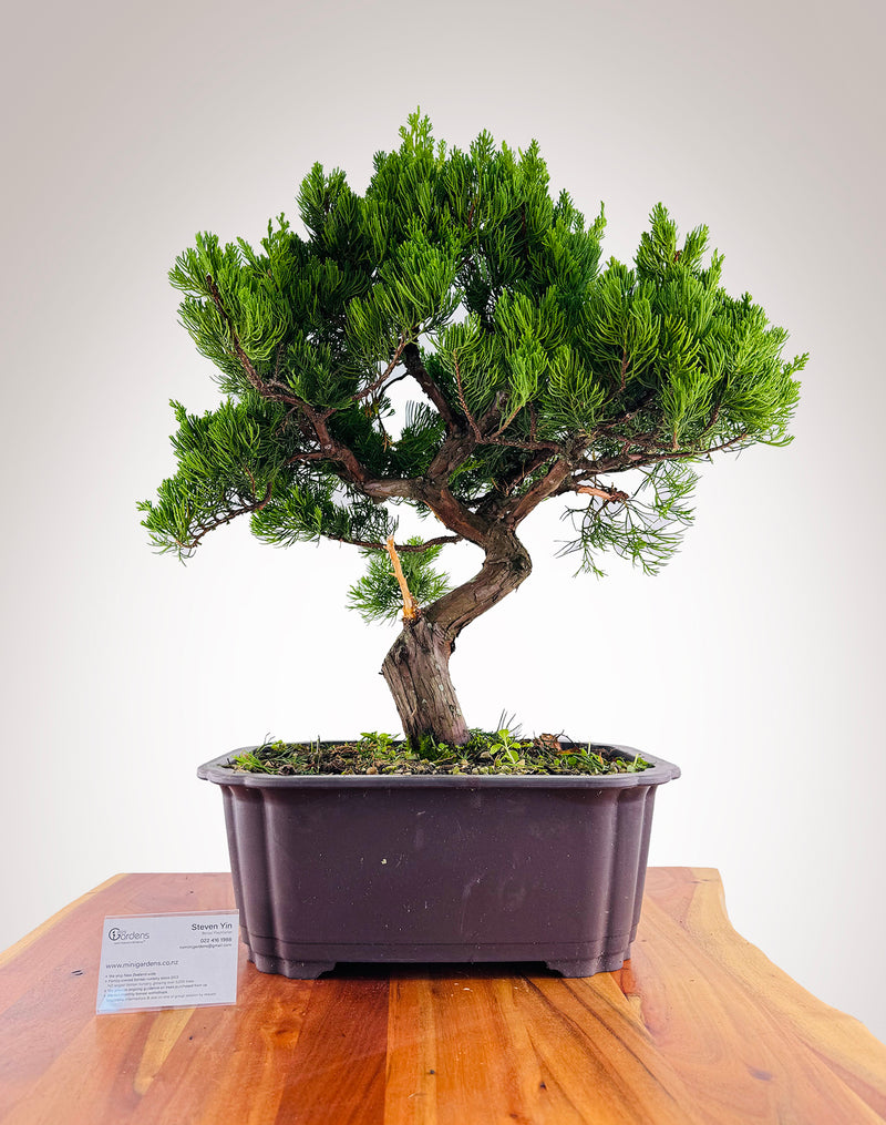 Kaizuka Juniper #2