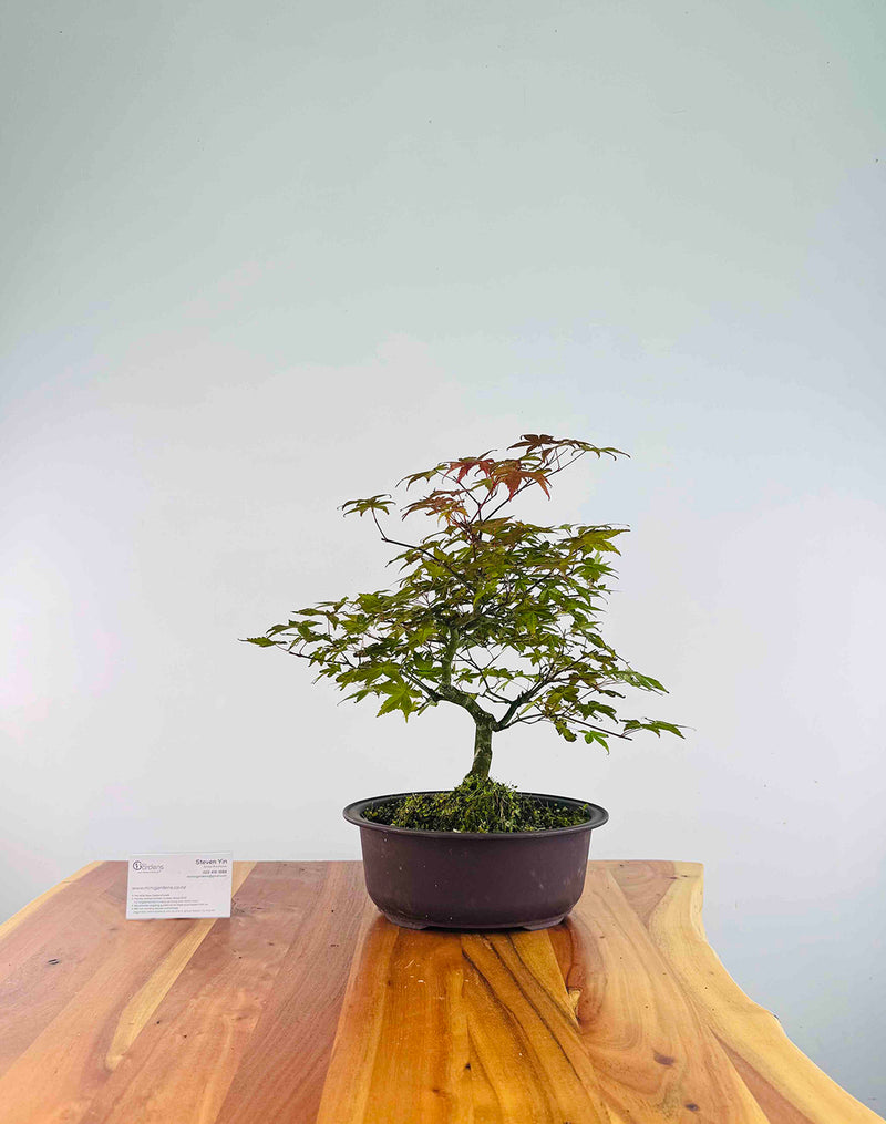 Japanese Red Maple