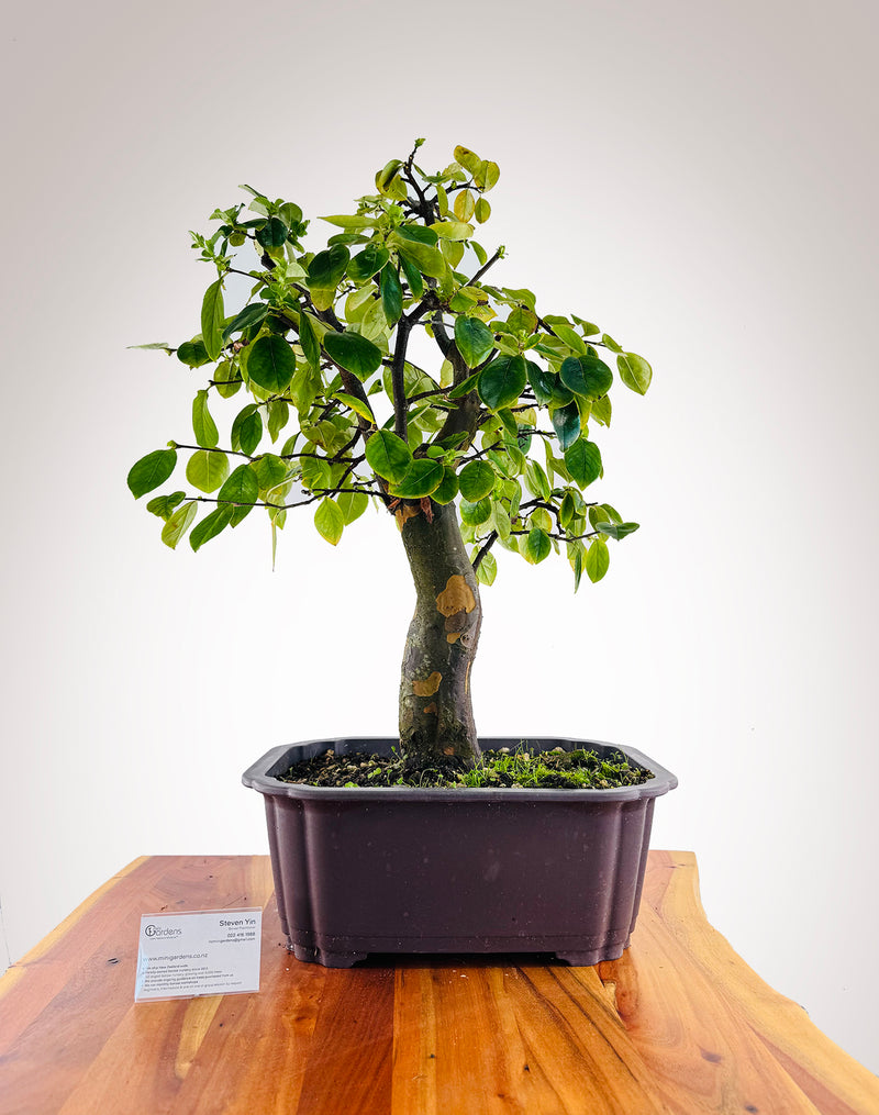 Chinese Quince