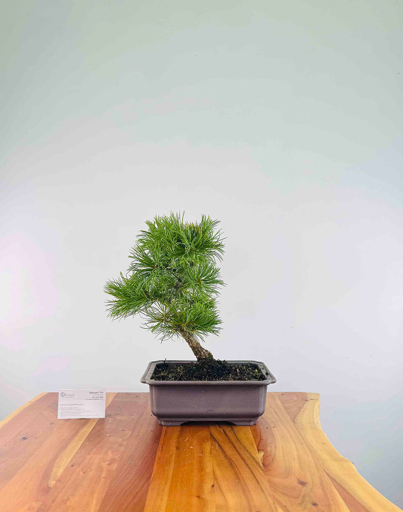 Japanese White Pine (Pre-Developed) - MiniGardens Bonsai New Zealand