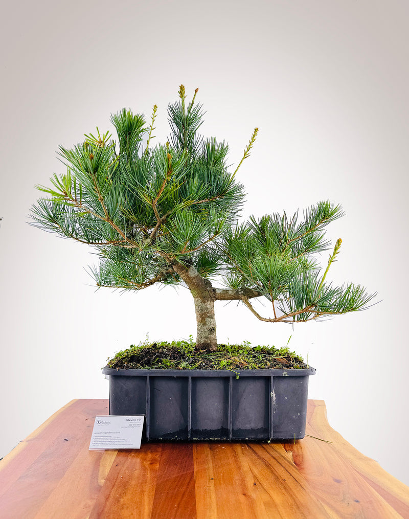 White Pine
