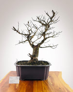 Wingbark Elm
