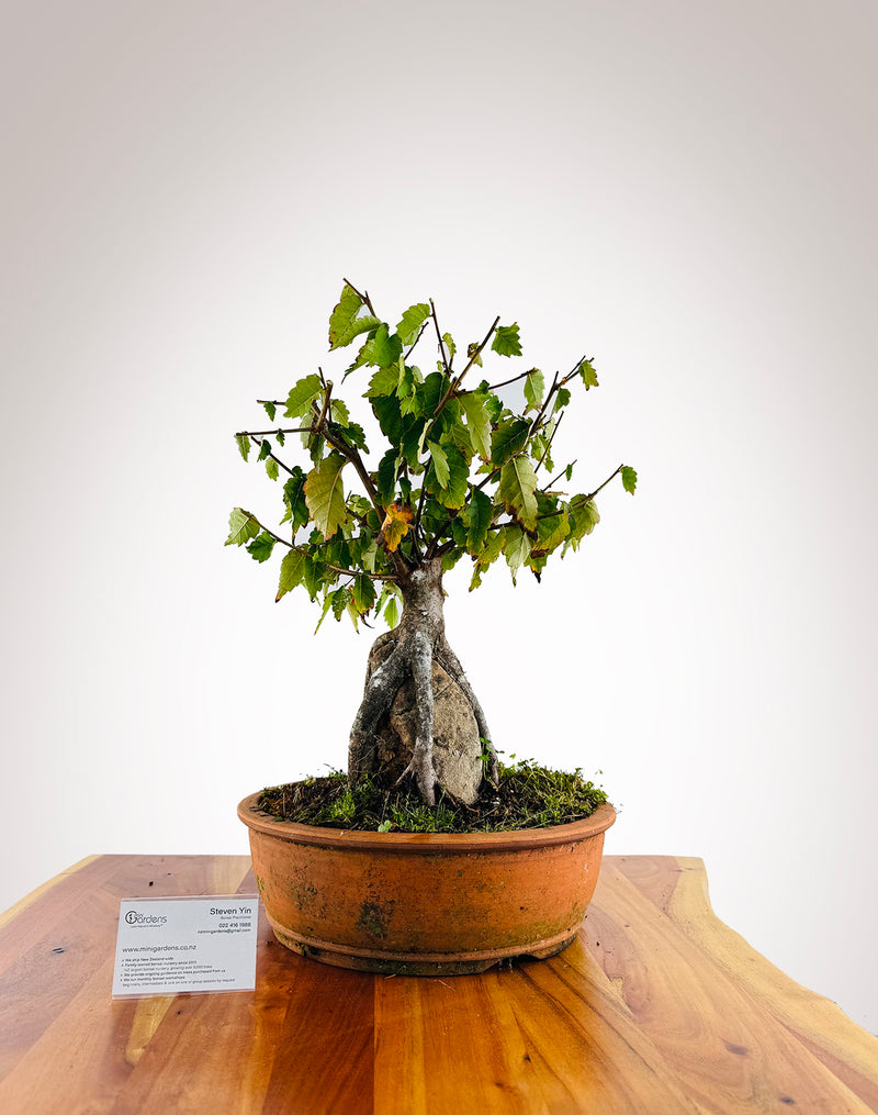 Zelkova Over Rock