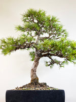 HIMALAYAN CEDAR (FORMAL)
