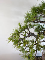 HIMALAYAN CEDAR (FORMAL)
