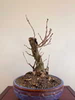 PURPLE WISTERIA (INFORMAL)