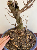 PURPLE WISTERIA (INFORMAL)