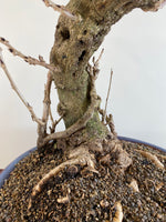 PURPLE WISTERIA (INFORMAL)